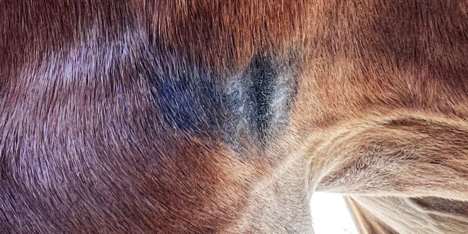 Scheuerstellen beim Pferd: Ursachen, Behandlung und Vorbeugung - L'Evoine