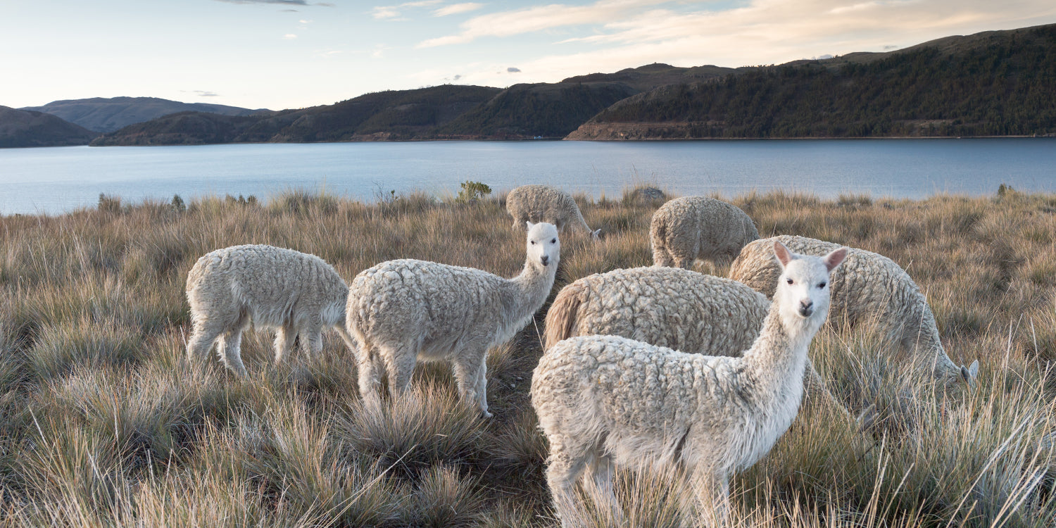 Essentials aus Alpakawolle