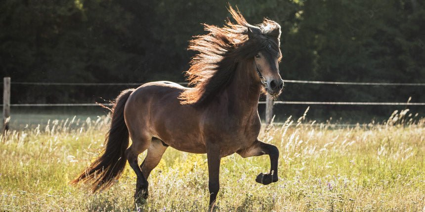 Tölt reiten – Tipps für das Training mit dem Islandpferd - L'Evoine