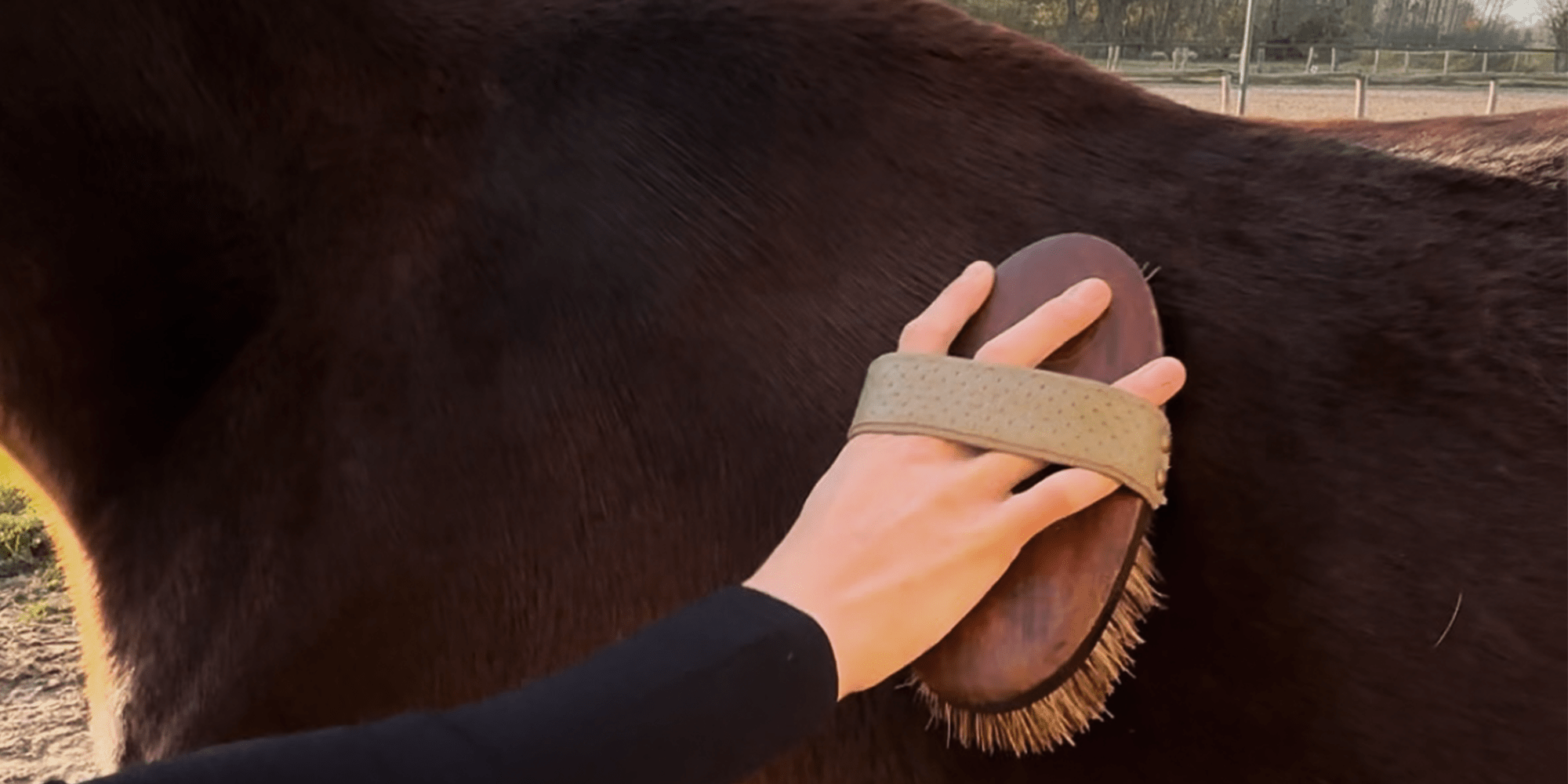 Verstopfte Talgdrüsen beim Pferd: Hausmittel und Behandlungstipps - L'Evoine