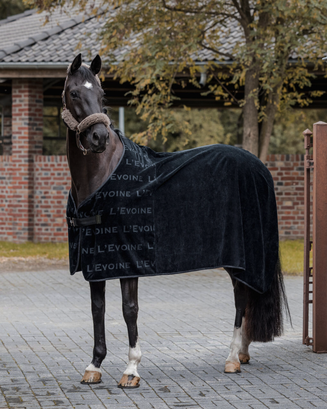 Abschwitzdecke Baumwolle Frottee schwarz