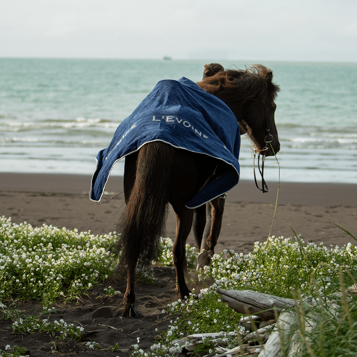 Abschwitzdecke Isländer - L'Evoine