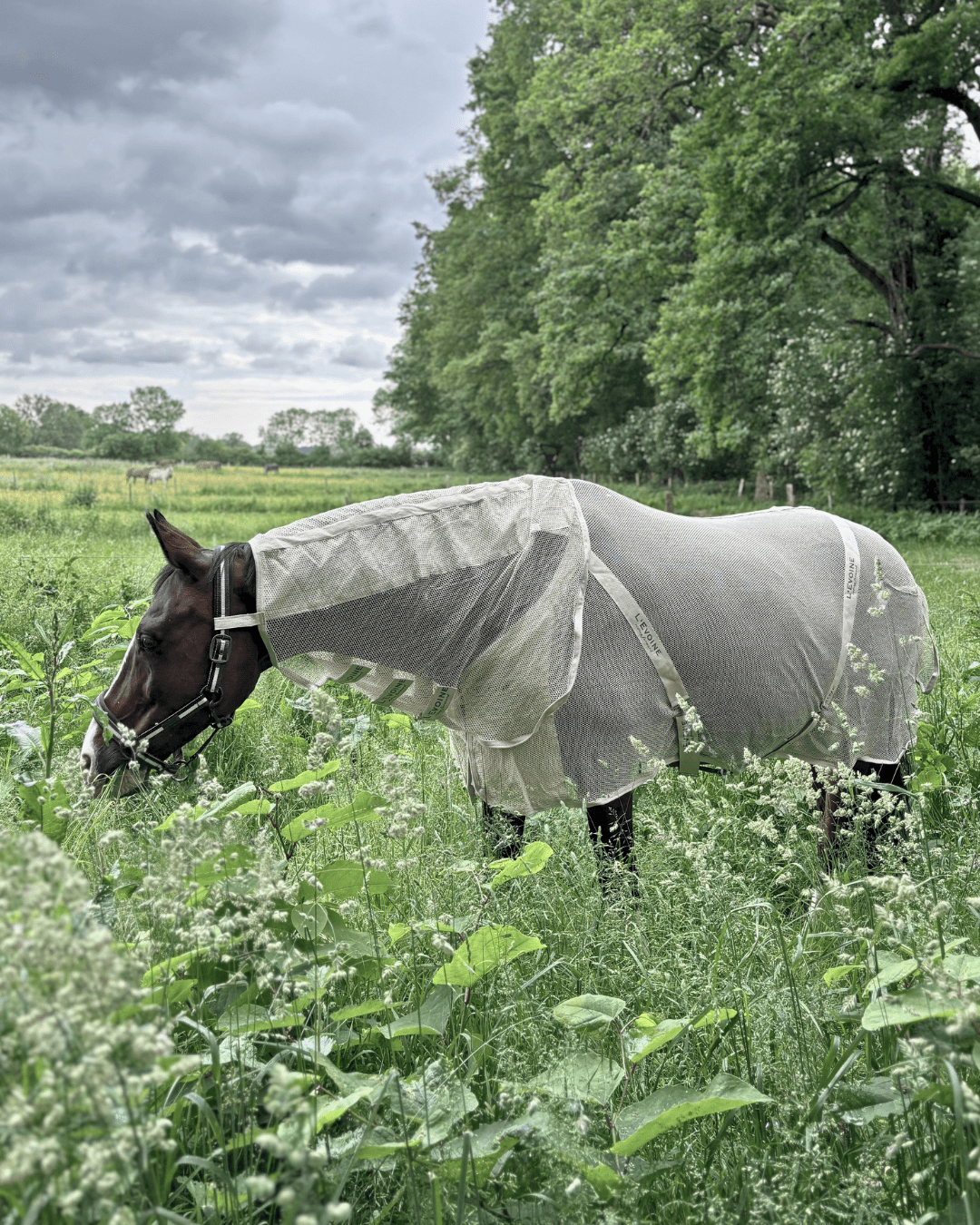 Fliegendecke Baumwolle